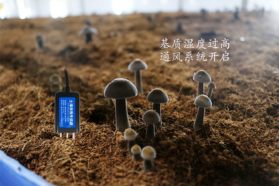 菌菇種植智能監(jiān)控系統(tǒng)，菌茹通風(fēng)系統(tǒng)
