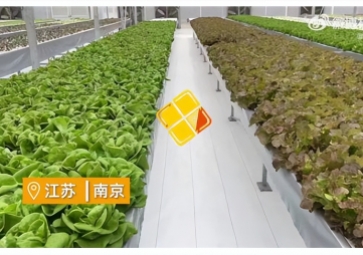 聚英智慧溫室控制系統(tǒng)，建設植物工廠，一年多茬
