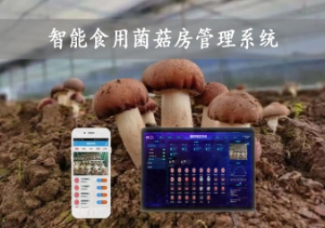  智能食用菌菇房管理系統(tǒng)，物聯(lián)網(wǎng)方案應(yīng)用，打造菌菇種植工廠