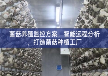 「智慧養(yǎng)殖」菌菇養(yǎng)殖監(jiān)控方案，智能遠(yuǎn)程分析，打造菌菇種植工廠
